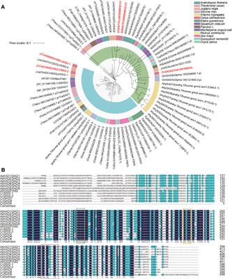 Analysis of Delta(9) fatty acid desaturase gene family and their role in oleic acid accumulation in Carya cathayensis kernel